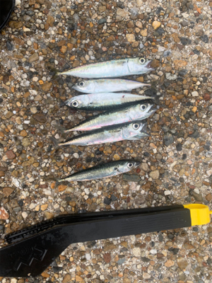 豆サバ大量発生！！