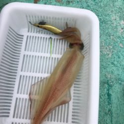 またまた潮早い