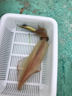 またまた潮早い