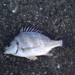 ぶっ込み釣りにて