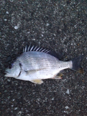 ぶっ込み釣りにて