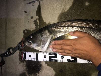 ランカーきたぁー(=ﾟωﾟ)ﾉ