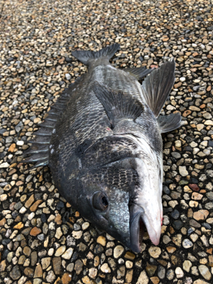 エビ撒きノッコミ