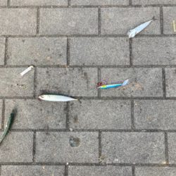 青物ターゲットが・・・