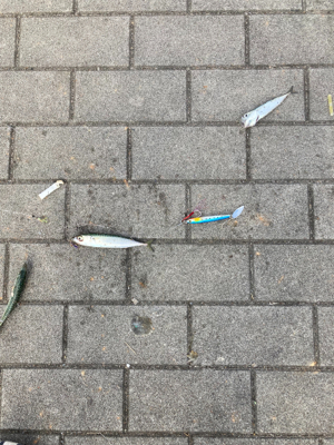 青物ターゲットが・・・