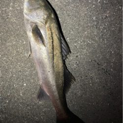 大阪河川シーバス