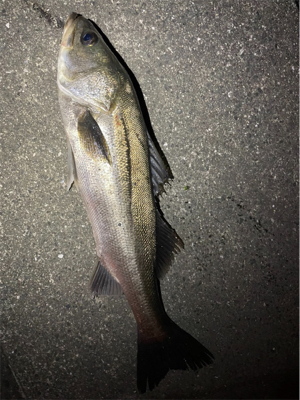 大阪河川シーバス