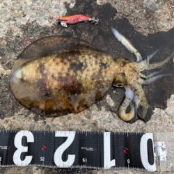 昼前からのエギング！