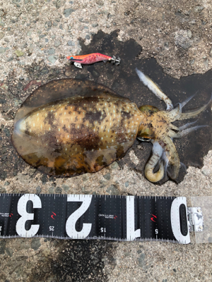 昼前からのエギング！