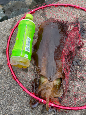 アオリ＆キス！