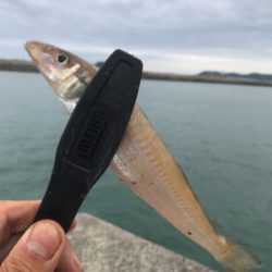 ナイトキス釣り突入