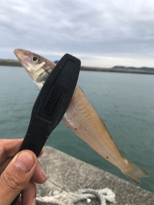 ナイトキス釣り突入