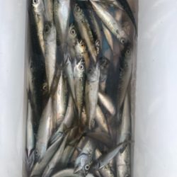 小サバ大漁