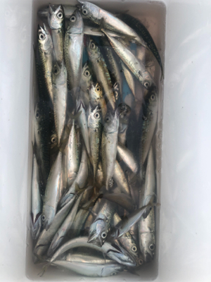 小サバ大漁