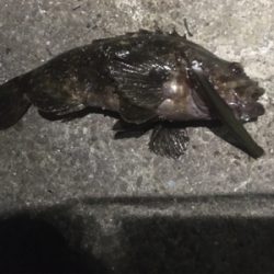 続 バチ抜け不発