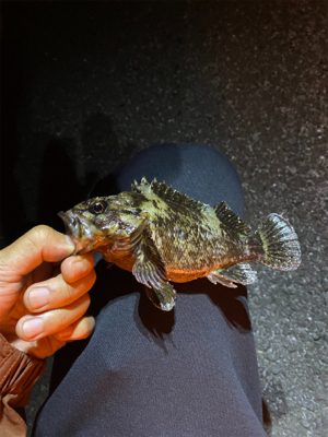 八景島 根魚わっしょい