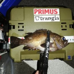 メバリング@泉南