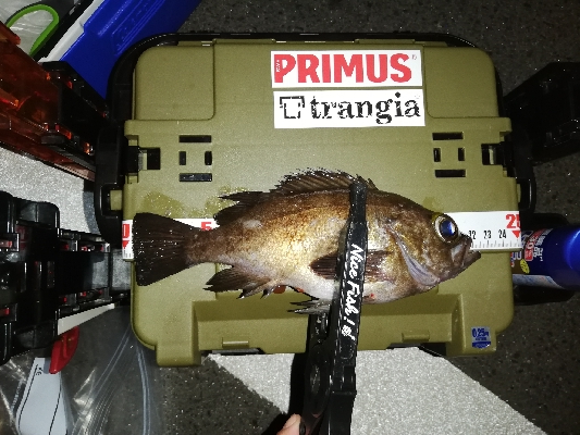 メバリング@泉南