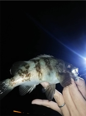 ジグ単メバリング