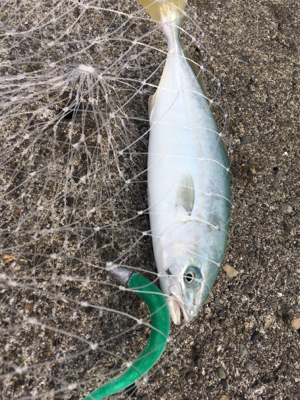 ワカシきてます