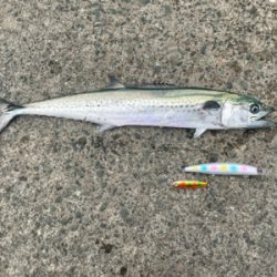 久しぶりのサゴシ