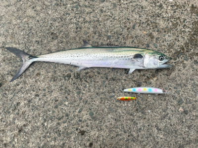 久しぶりのサゴシ