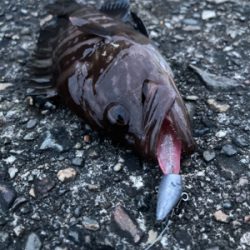 湾奥ライトゲーム