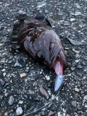 湾奥ライトゲーム