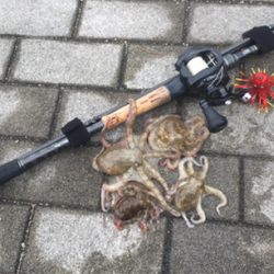 中々と成長しそうでしない新子タコ達。。。