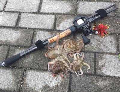 中々と成長しそうでしない新子タコ達。。。