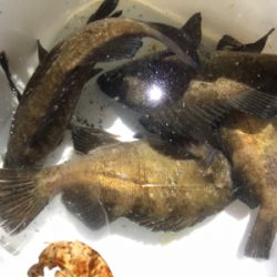 同行友人の爆釣メバリング