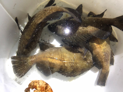 同行友人の爆釣メバリング