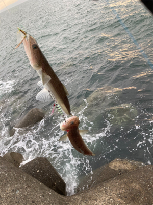 青物釣れず
