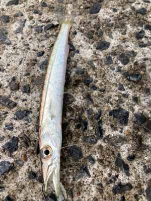 デイライトゲームで、ヤマトカマス釣果