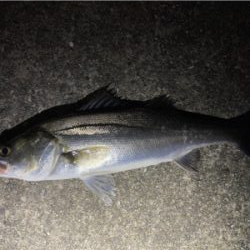 リバーシーバス