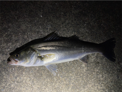 リバーシーバス