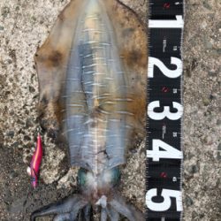 昼前11時からのエギング！