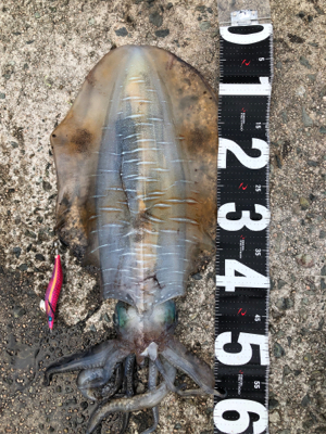 昼前11時からのエギング！