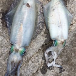 大きなアオリが釣りたい…