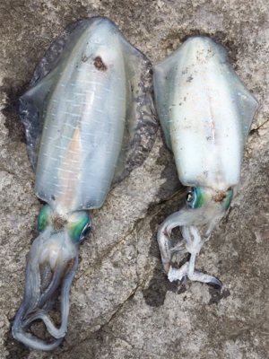 大きなアオリが釣りたい…