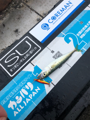 マイクロジグ釣行