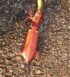 まだまだシーズンははやいのかな