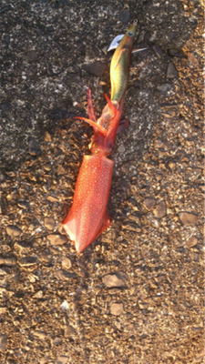 まだまだシーズンははやいのかな