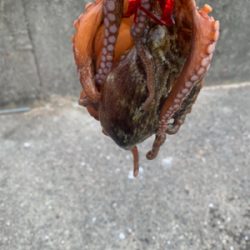 タコは居てるがアジは・・・