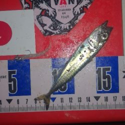 アジング練習　304  大漁(大量)なのは？