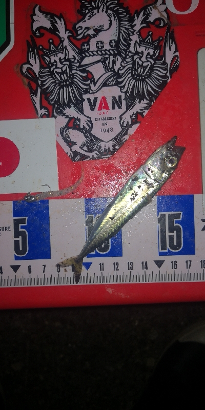 アジング練習　304  大漁(大量)なのは…