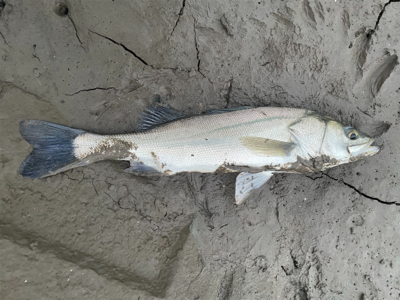 シャローでボイル