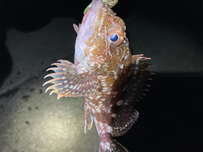 結果的ガシリング