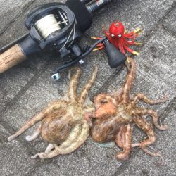 タコは新子サイズのまま。。