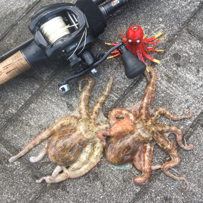 タコは新子サイズのまま。。